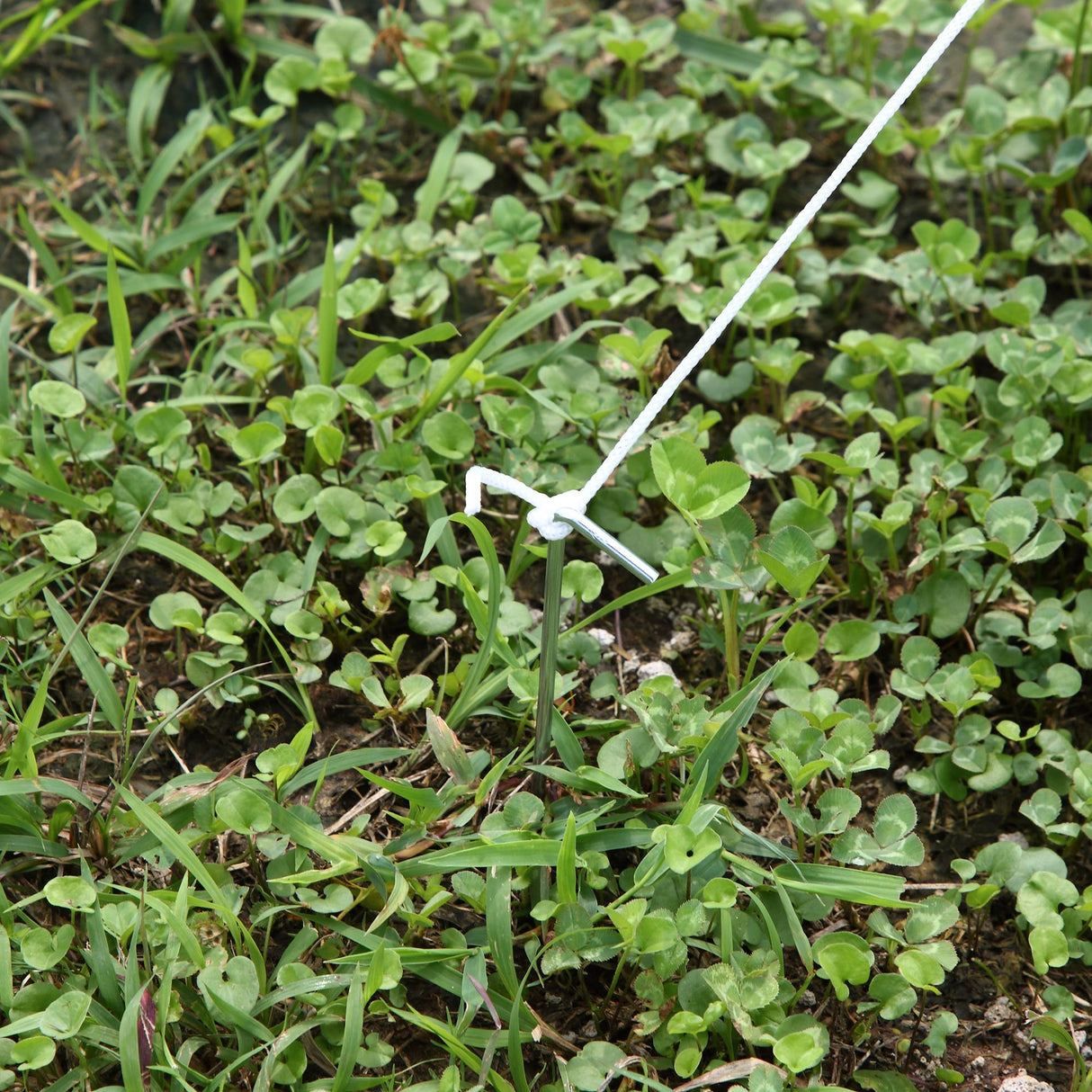 easycomfort easycomfort serra tunnel con struttura in acciaio zincato e telo in polietilene 6 finestre avvolgibili bianco 4 x 2 x 2 m