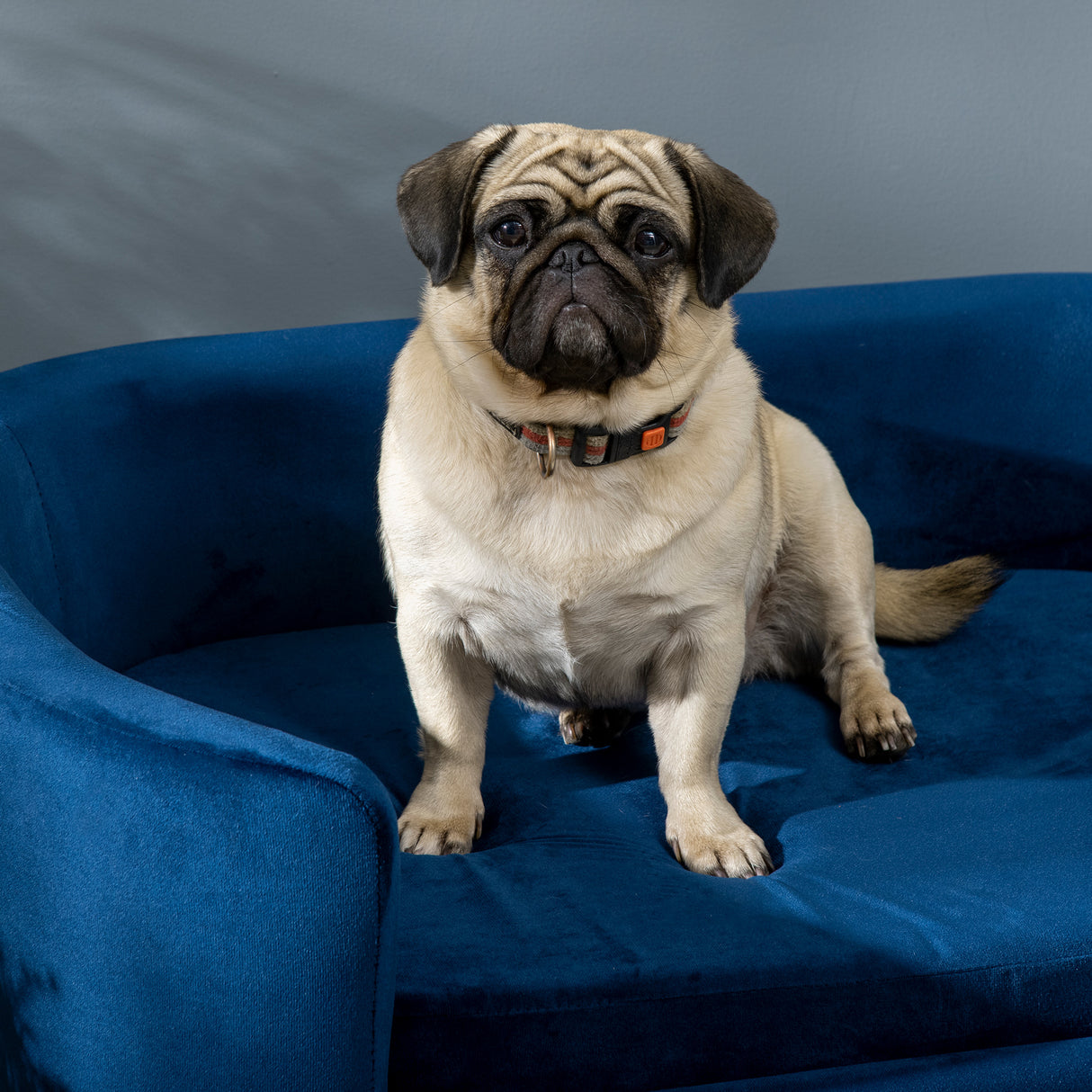 easycomfort cuccia da interni divano per gatti o cani di taglia piccola e media in velluto blu