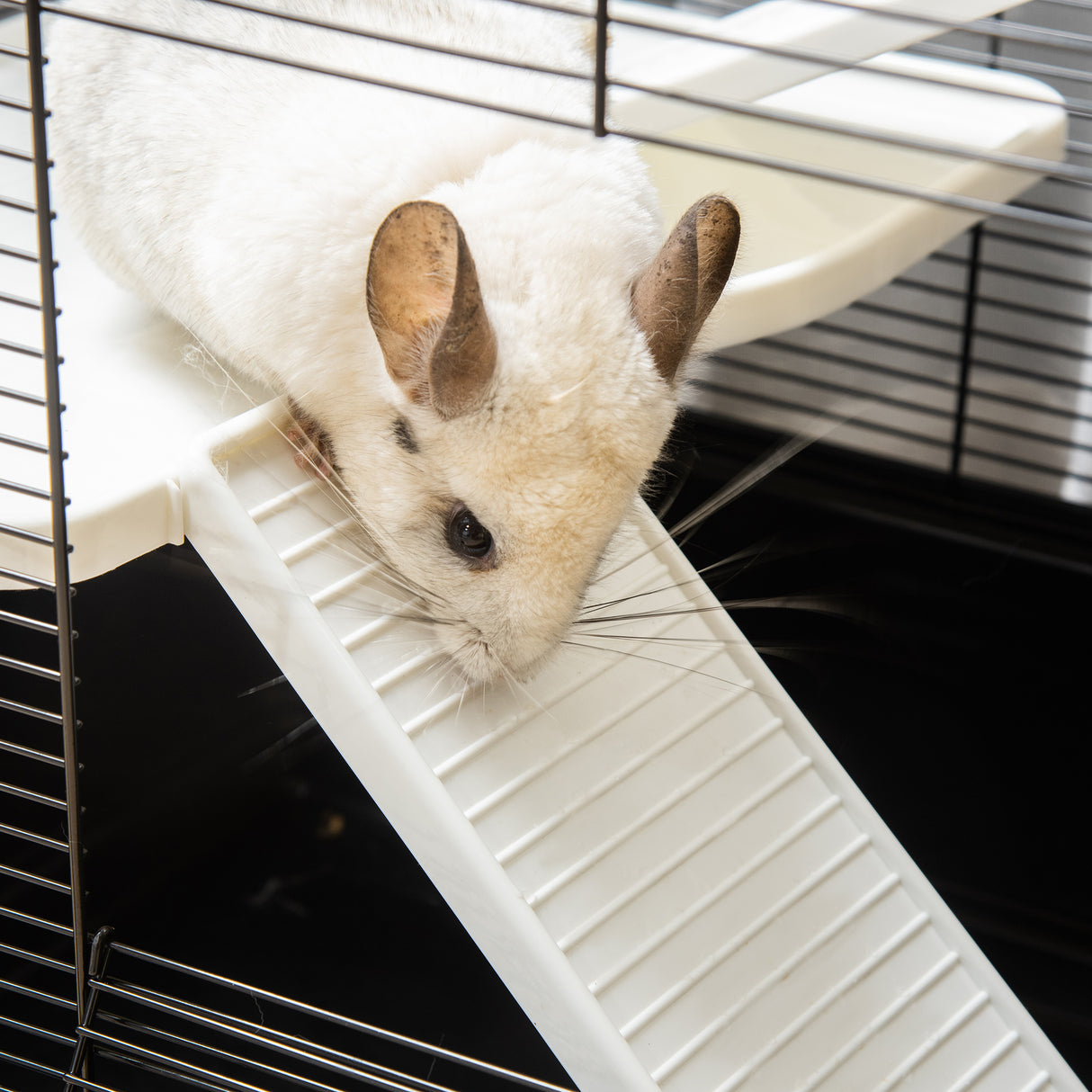 immagine-8-easycomfort-gabbia-per-porcellino-d-india-con-maniglia-serbatoio-d-acqua-rampa-e-piatto-80x48x58cm-nera