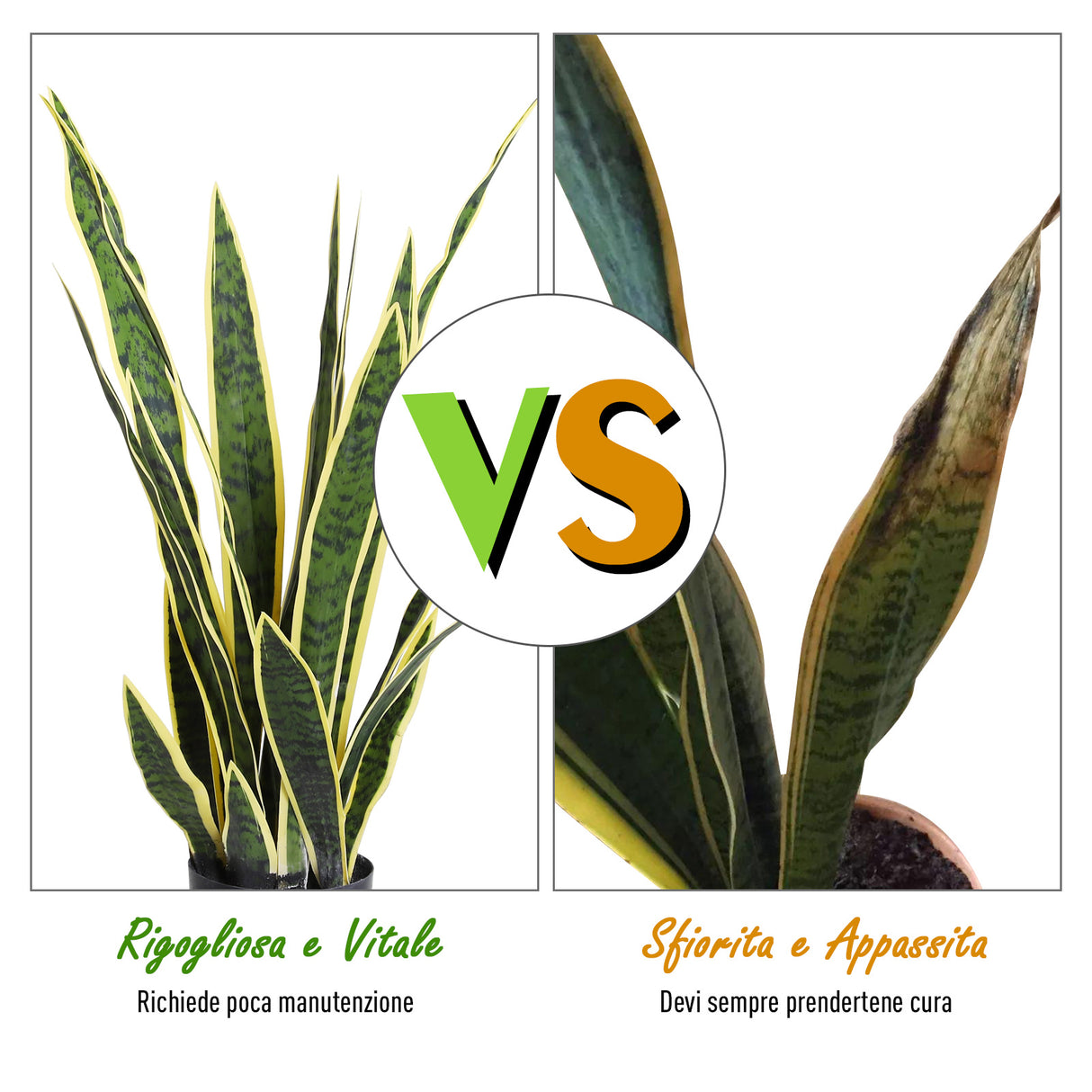 easycomfort easycomfort sanseveria artificiale pianta da esterno e interno con vaso decorativo realistica verde e giallo 15cm x 80cm